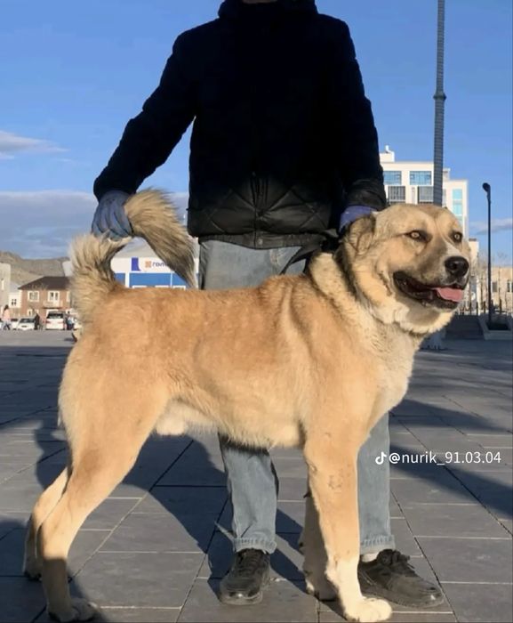 Сао волкадав алабай щенок