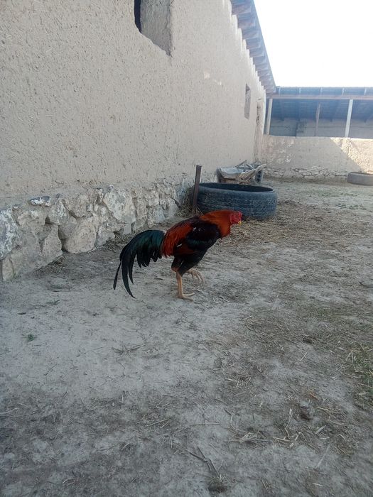 Дакен қораз сатылады