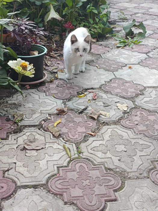Котята разных окрасов
