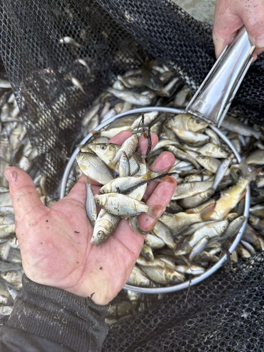 Малёк Сазан Карп Амур