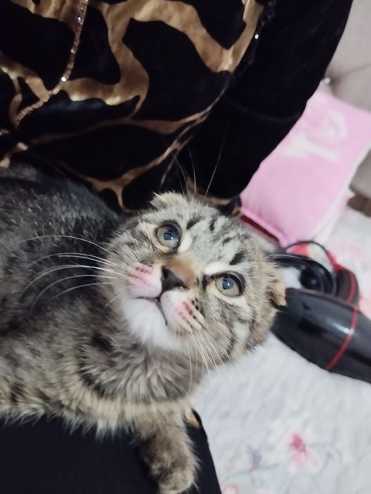 4 oylik Scottish fold