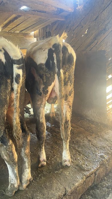 Бычки черна белые