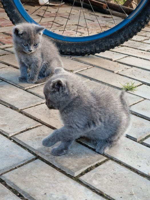 British shorthair