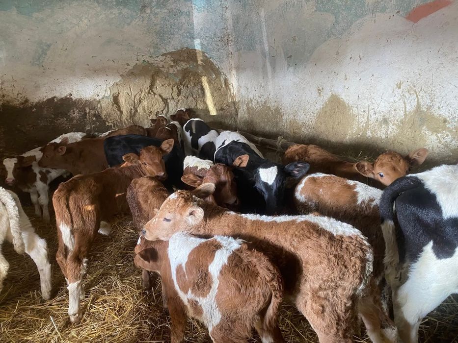 Vând viţei de carne