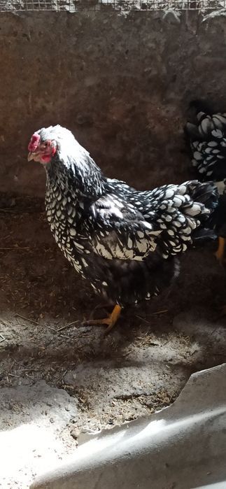 Виандот Петух, куриц нету