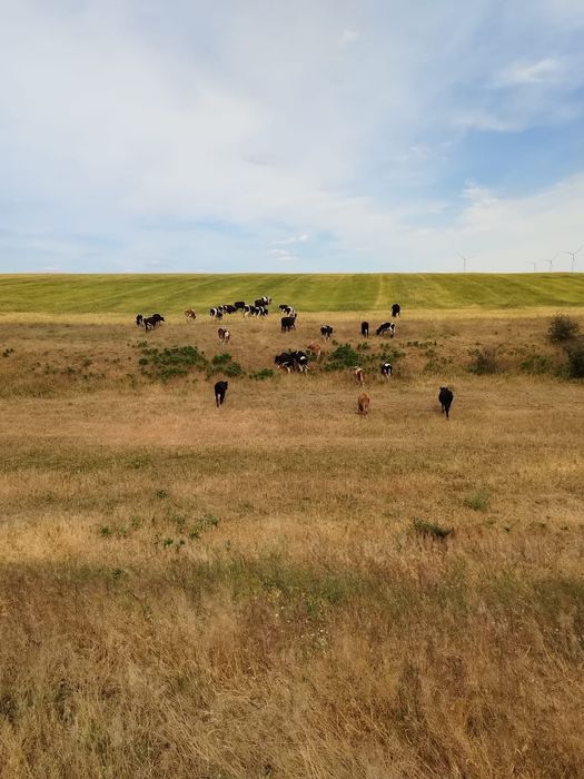 Vaci cu lapte junici gestante vitei de crescut