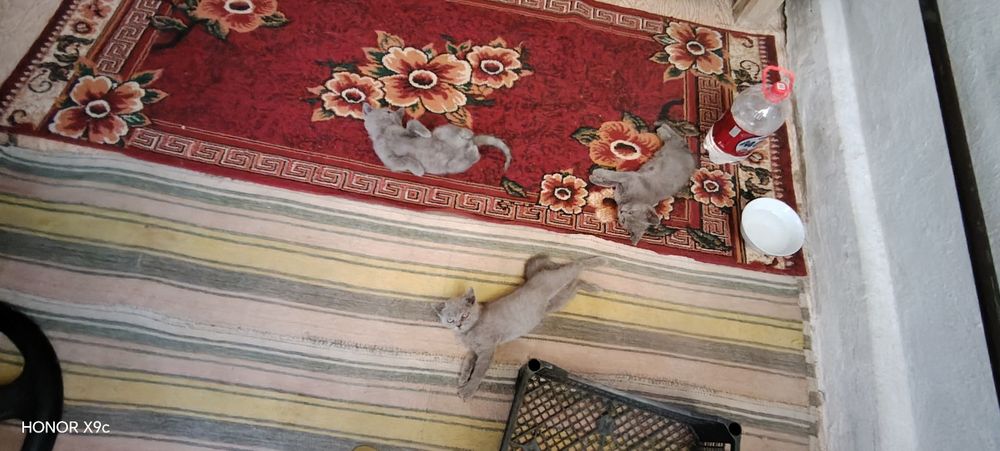 Скотч страйт котята