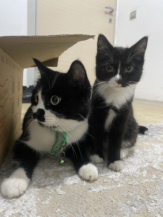 Вязка кота..ищем девушку)