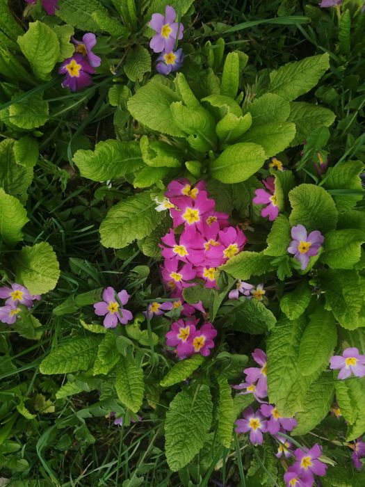 Градинска иглика в 4 цвята