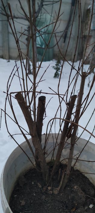 Rodiu de plantat în grădină