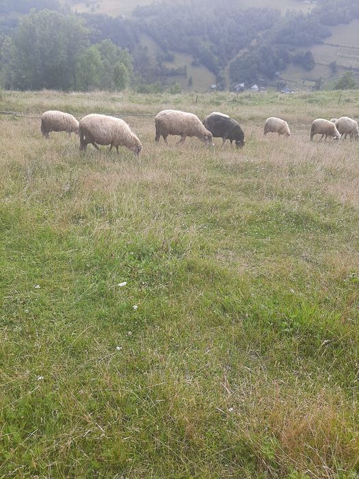 Vand oi  6 bucati