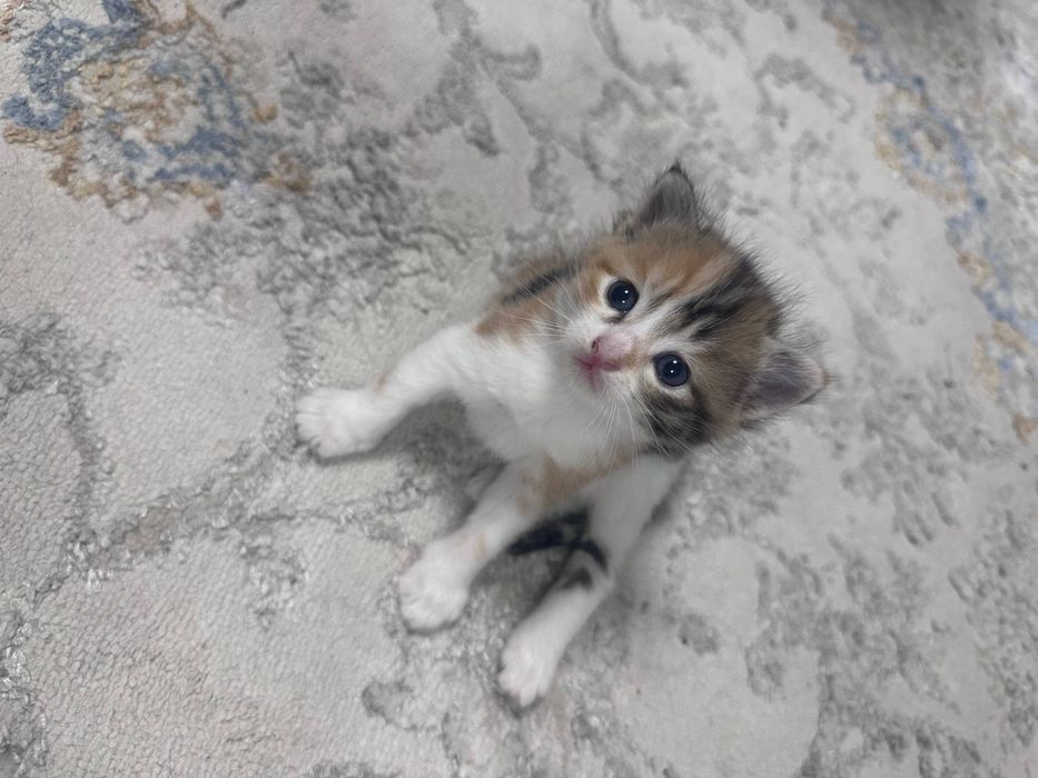 Отдаются котята