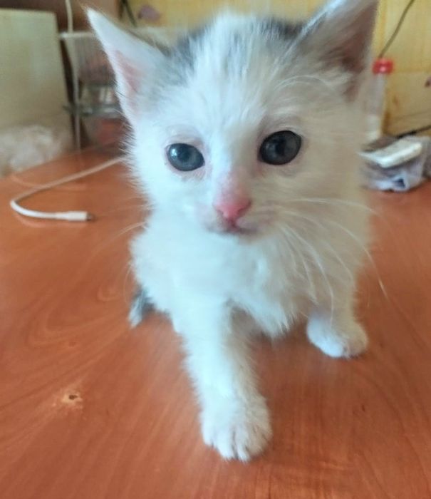 Котята ищут дом и семью