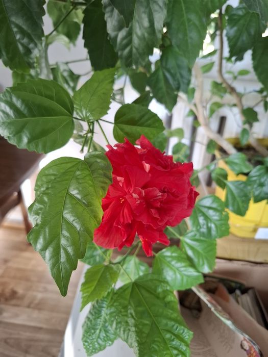 Продам Гибискус Китайская Роза!
