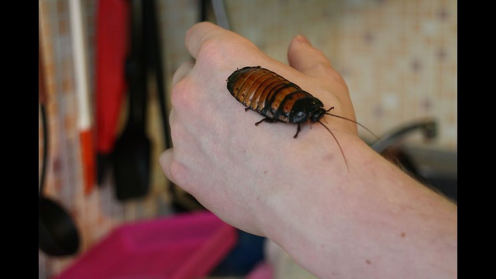 Мадагаскарский таракан