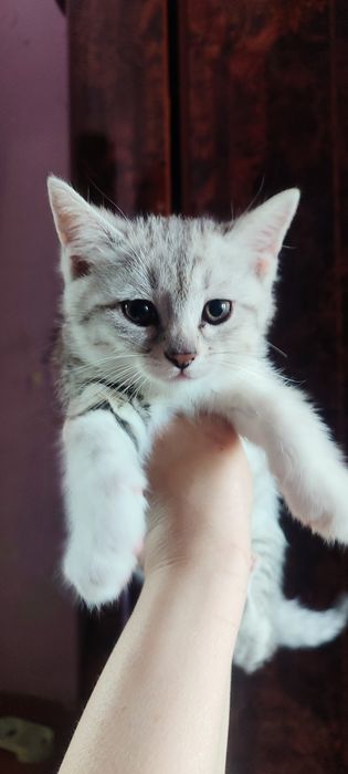 Котята породистые