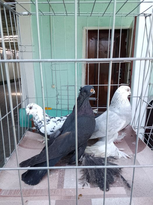 Голуби тараз продаю