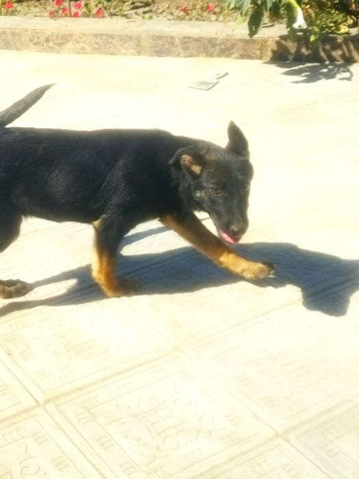 Шустрая ,активная девочка ищет семьют