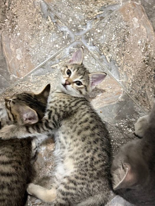 Котята ищут добрый и любящий дом