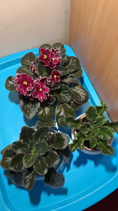 Сортовая фиалка Lion's Red Rocket