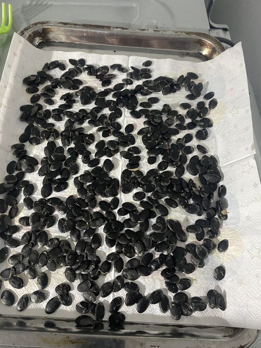 Семена Люффы продам,в наличии