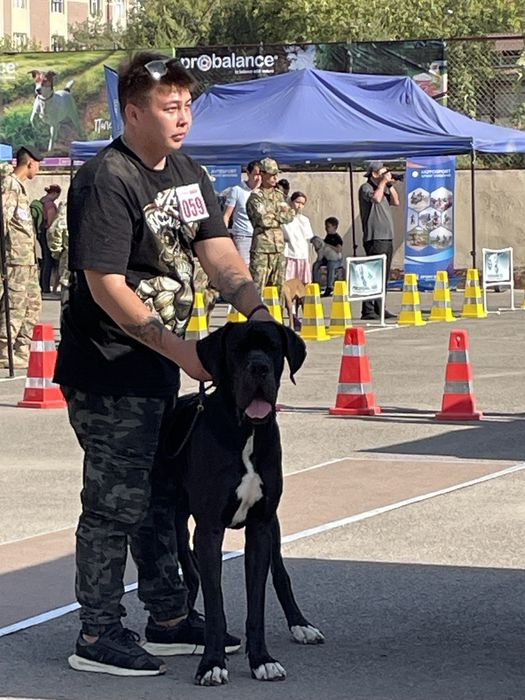 Немецкий ДОГ (вязка)