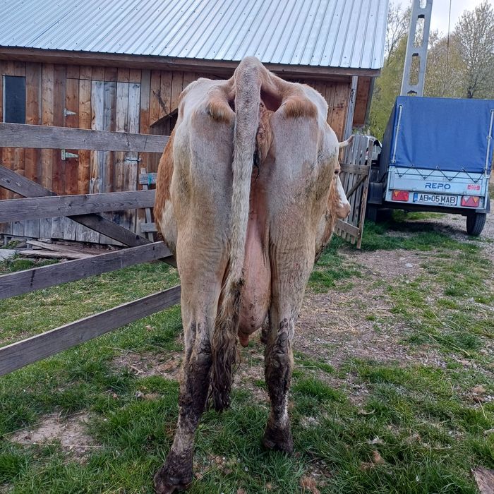 Vând vaca bălțată