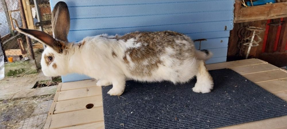 Зайци  за разплод