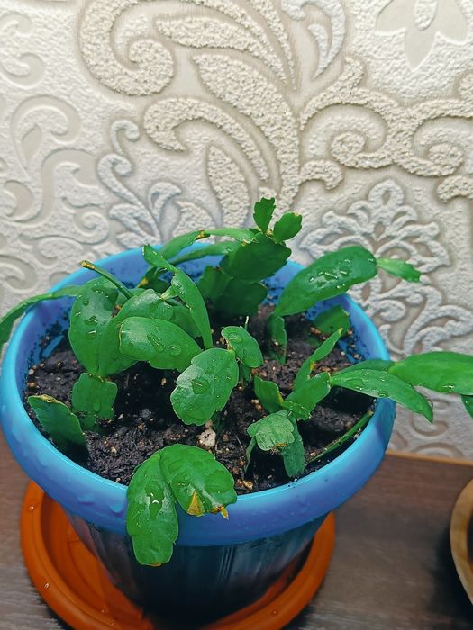 Продам растения цветы