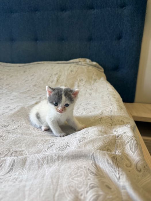 Отдам котенка в хорошие руки
