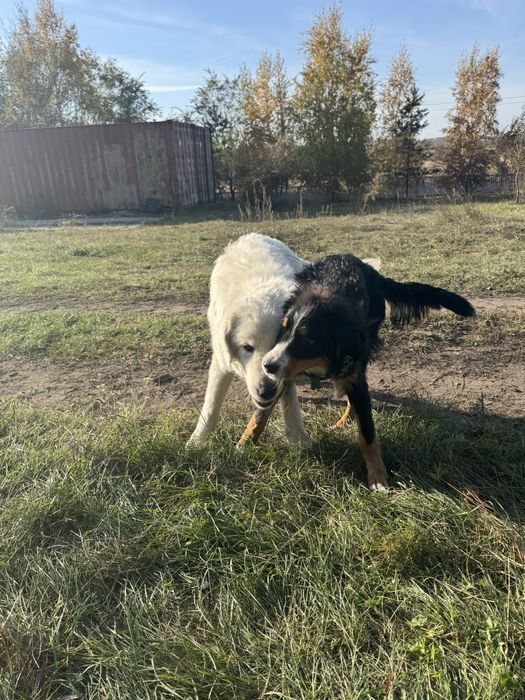 продам бернского зенненхунда