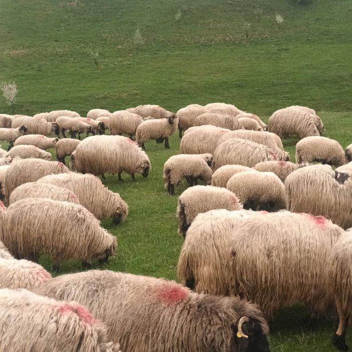 Animale ovine-miei
