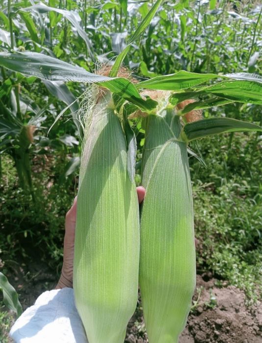 Ариэльдің жалаңаш суреті