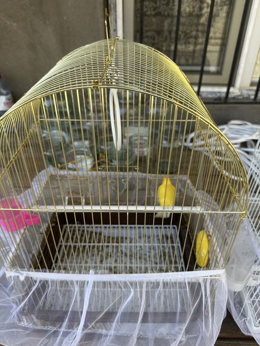 Продам канарейки один самец одна самка