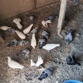 Бакинцы разные масти