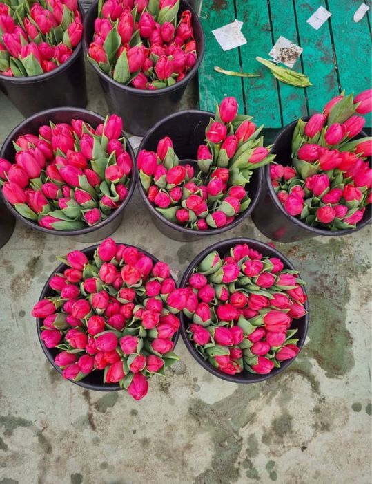 ТЮЛЬПАНЫ ОПТОМ сезон март 2026