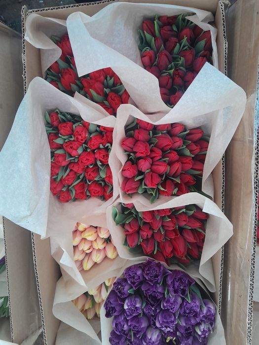 Тюльпаны крупные по 700тг