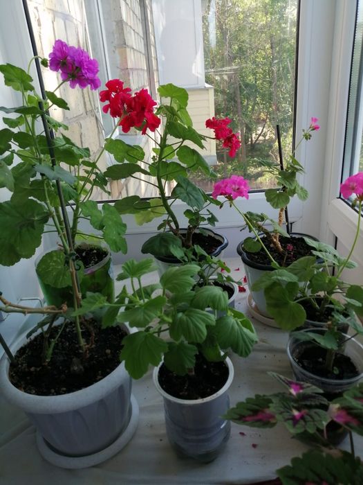 Продам комнатные цветы