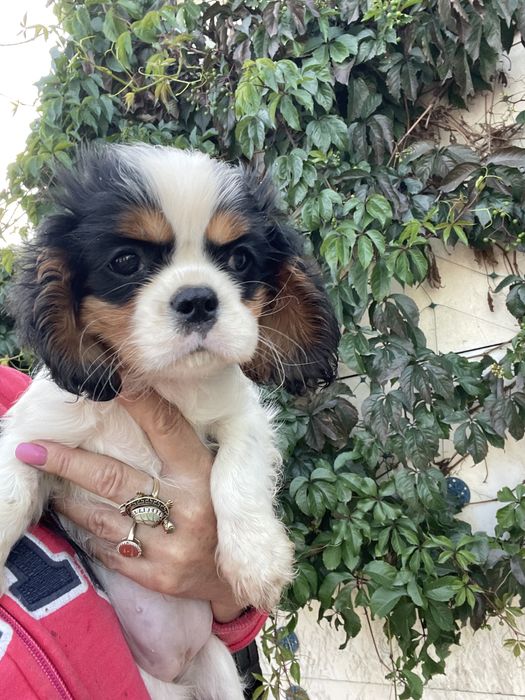 Кавалер кинг чарльз спаниель