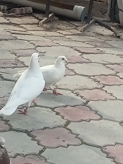 Голуби на торжество