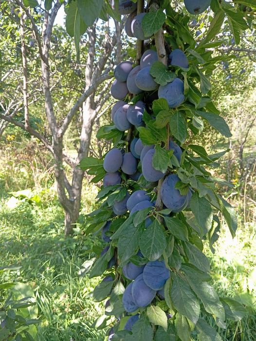 продам чернослив