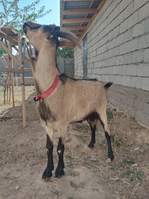 Чех ешки саумалы