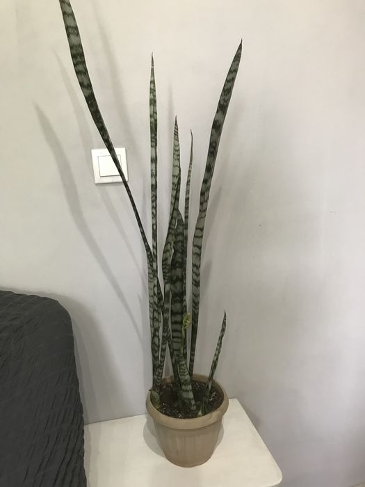 Продам комнатные цветы