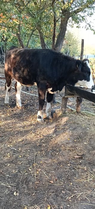 De vânzare două juninci