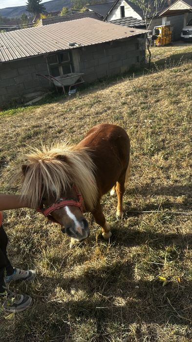 Ponei mini armasar