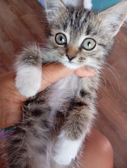 Котенок подобранный