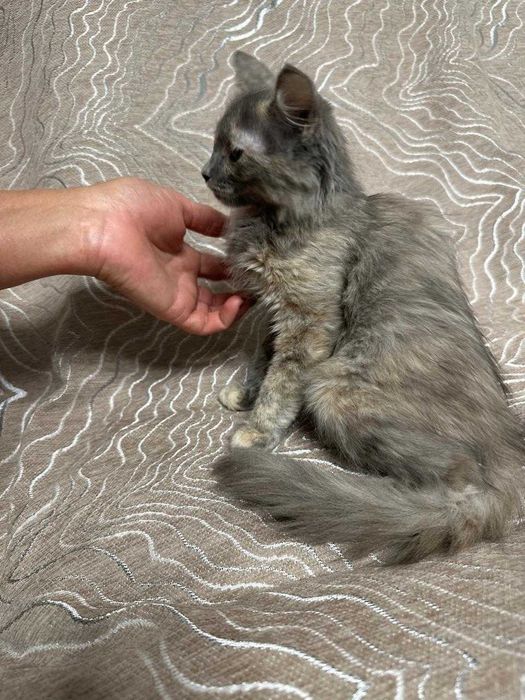 Отдам котят в хорошие руки