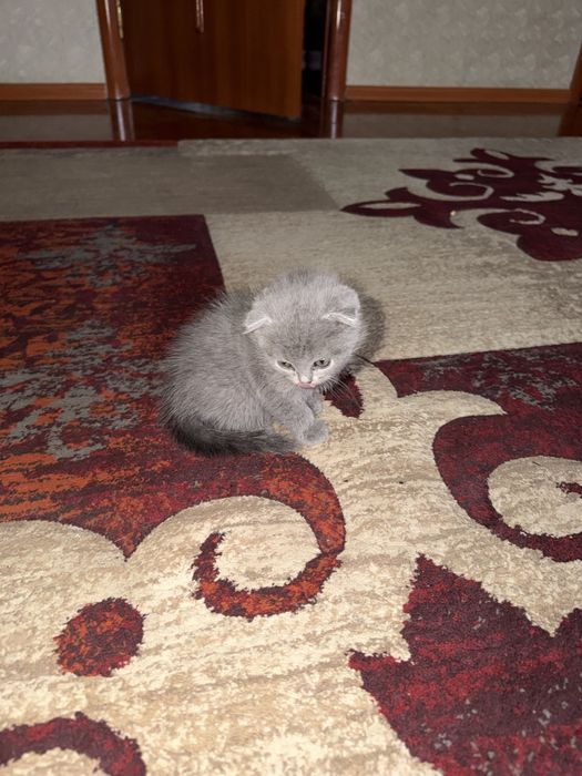 шотландские котята