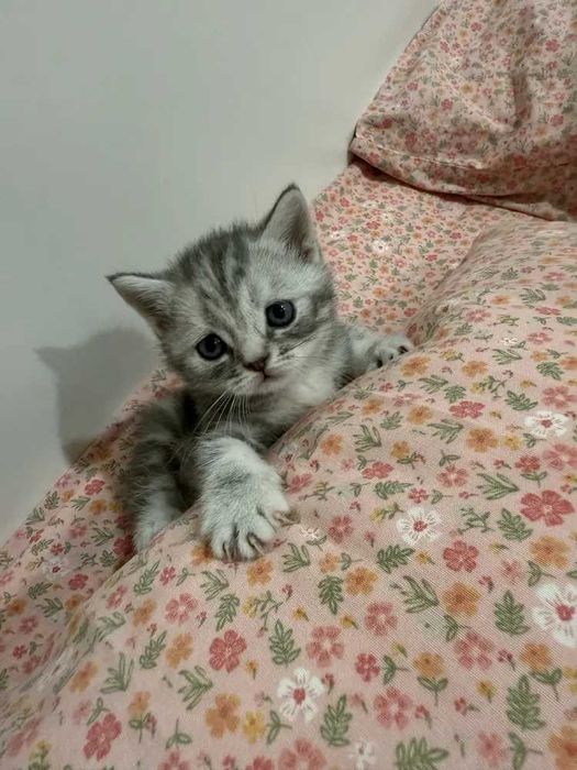 Отдам котёнка бесплатно