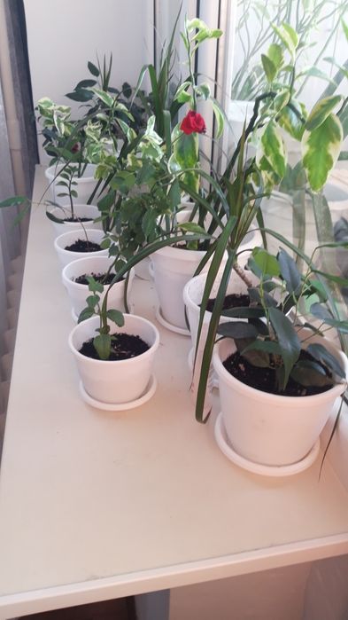 Цветы комнатные     .